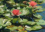 Water Lilies