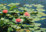 Water Lilies