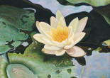 Water Lily