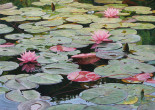 Water Lilies