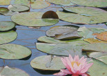 Water Lilies