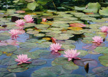 Water Lilies