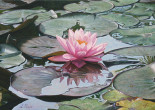 Water Lily