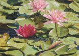 Water Lilies