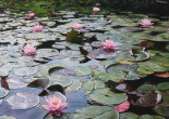 Water Lilies